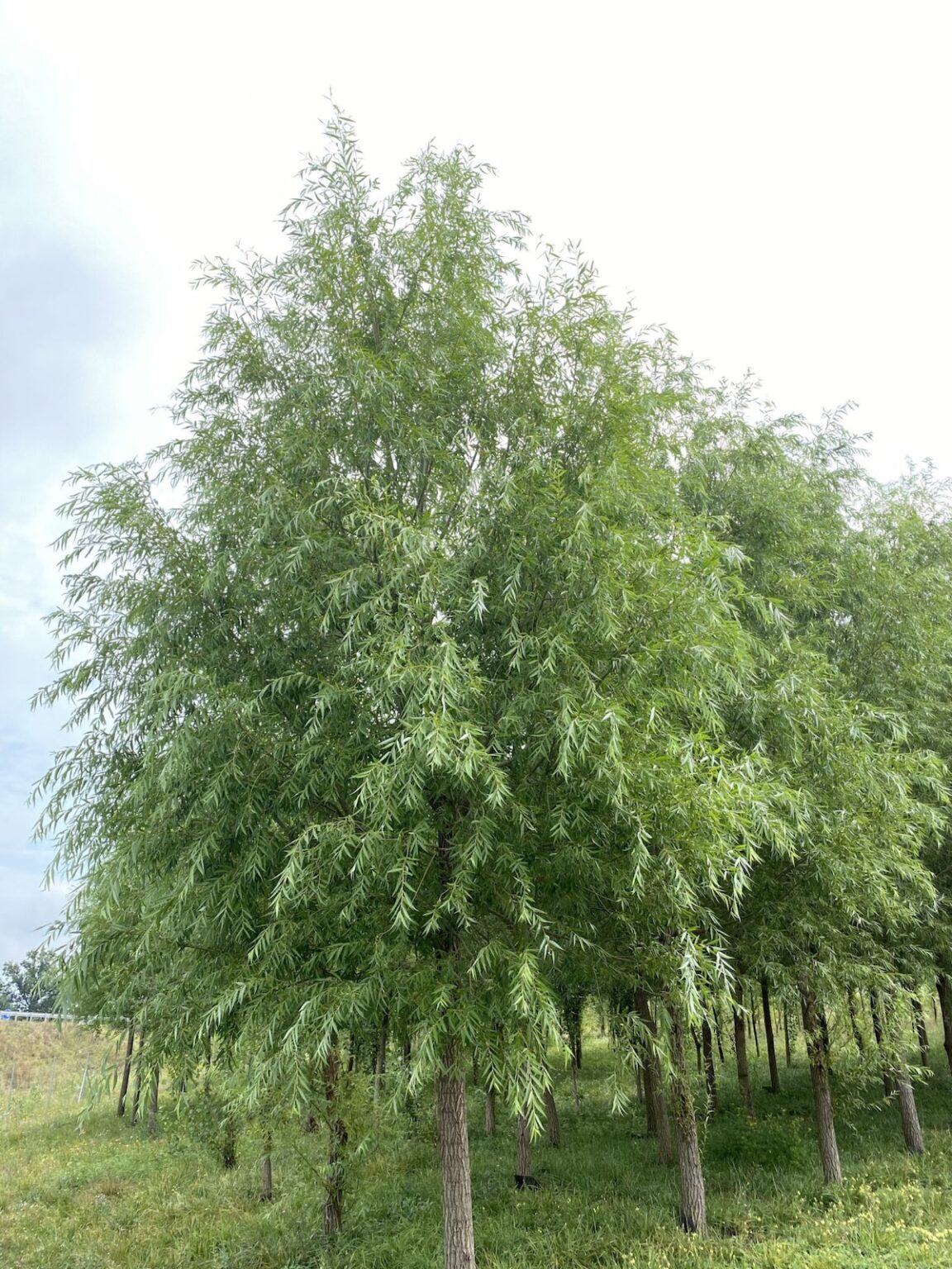 ‘Corvinus’ nemesfűz – Salix alba ‘Corvinus’