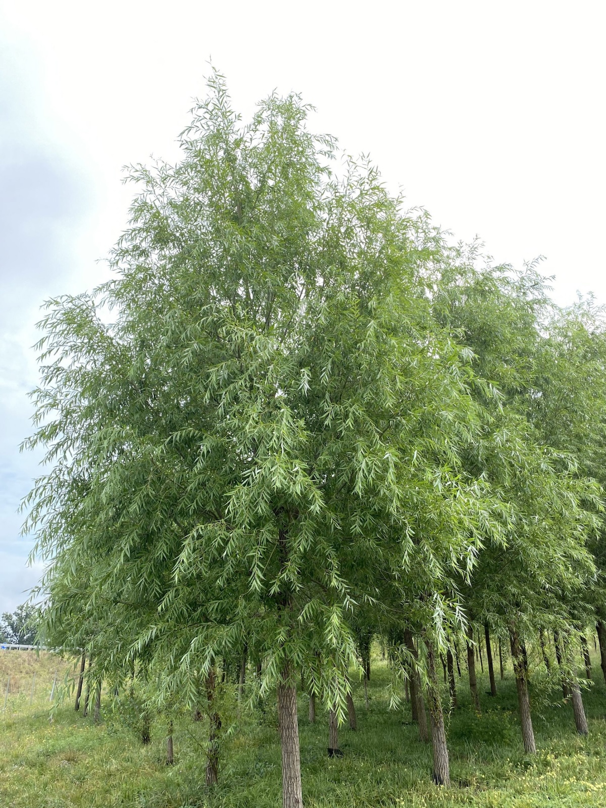 ‘Corvinus’ nemesfűz – Salix alba ‘Corvinus’